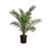 XXL Kanarische Dattelpalme, Ca. 140-160 Cm