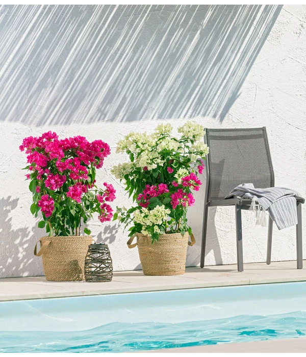 Drillingsblume 'Vera', Spalier – Bild 3