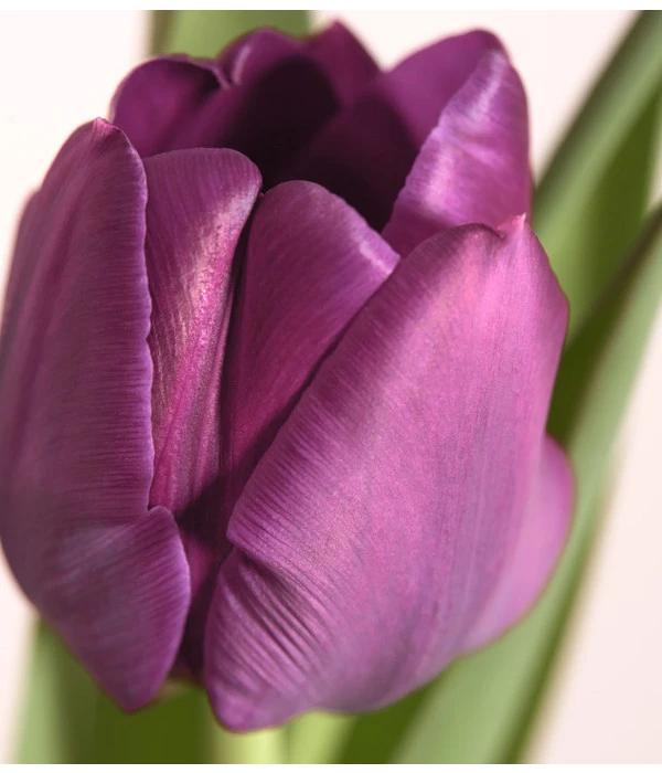 Tulpen 'Purple Flag' – Bild 2