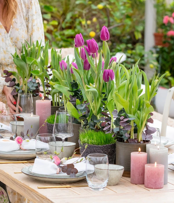 Tulpen 'Purple Flag' – Bild 4