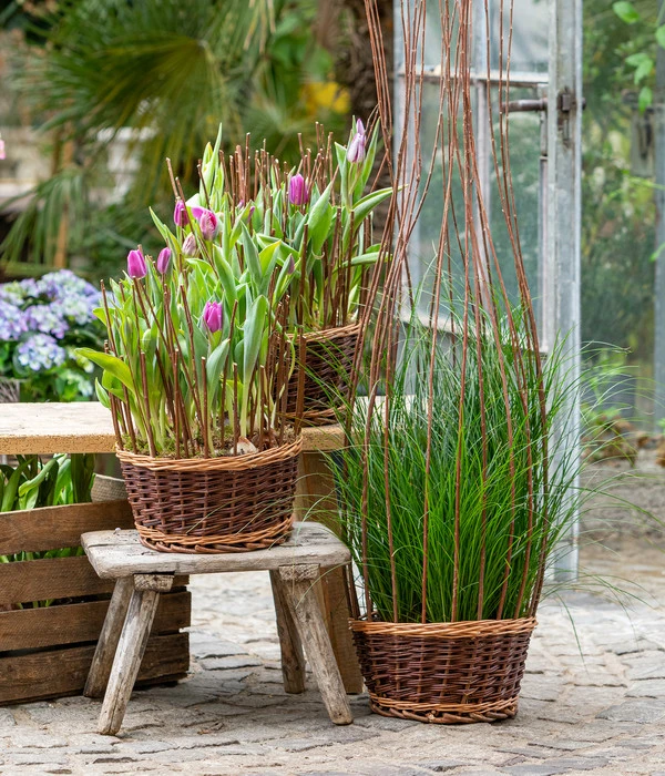 Tulpen 'Purple Flag' – Bild 3