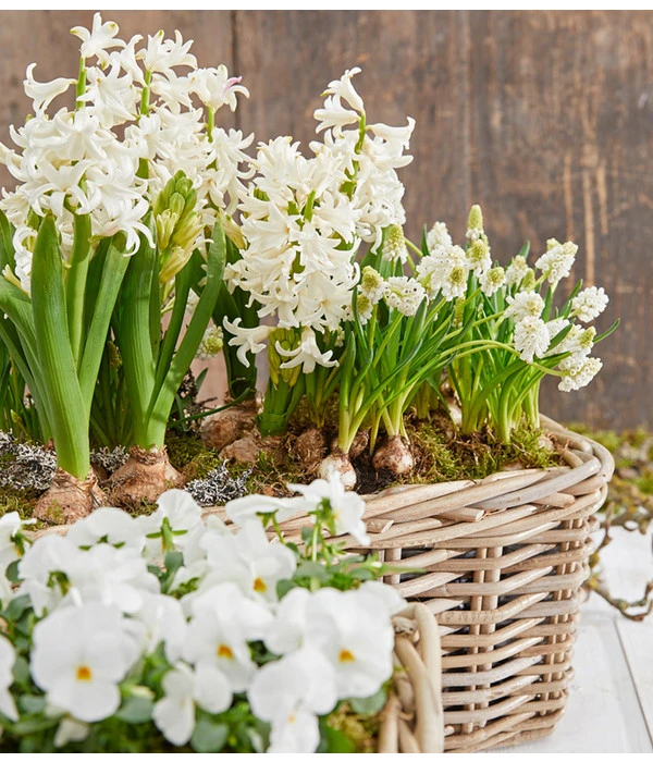 Traubenhyazinthe 'White Magic' – Bild 3