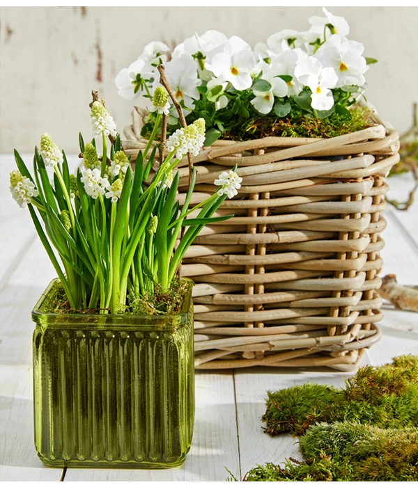 Traubenhyazinthe 'White Magic' – Bild 2