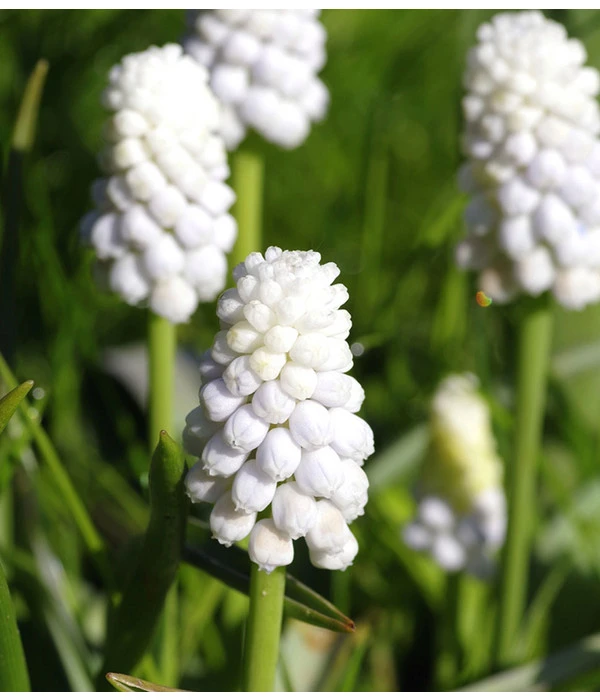 Traubenhyazinthe 'White Magic' – Bild 4
