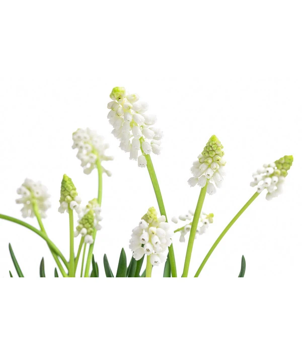 Traubenhyazinthe 'White Magic' – Bild 5