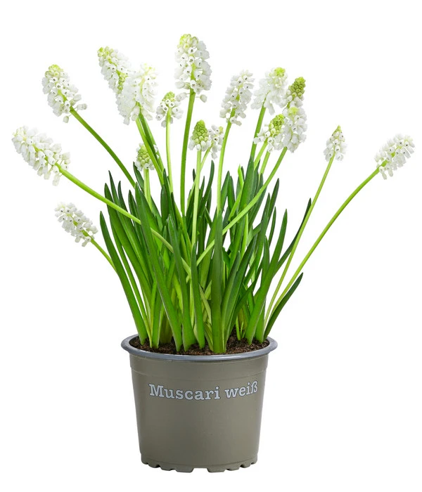 Traubenhyazinthe 'White Magic'