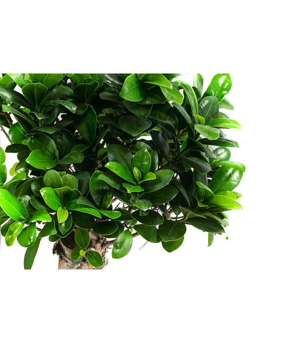 Chinesische Feige - Ficus Microcarpa – Bild 2