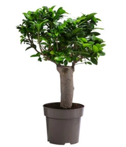 Chinesische Feige - Ficus Microcarpa