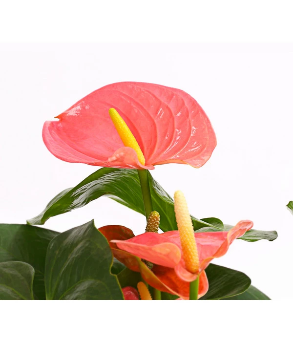 Große Flamingoblume - Anthurium Andreanum 'Adios', Verschiedene Sorten – Bild 6