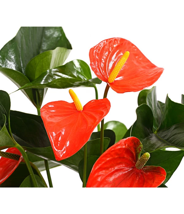 Große Flamingoblume - Anthurium Andreanum 'Adios', Verschiedene Sorten – Bild 7