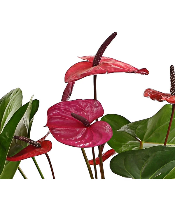 Große Flamingoblume - Anthurium Andreanum 'Adios', Verschiedene Sorten – Bild 9