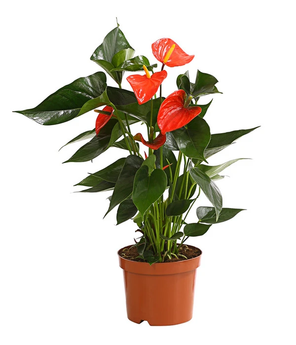 Große Flamingoblume - Anthurium Andreanum 'Adios', Verschiedene Sorten – Bild 2
