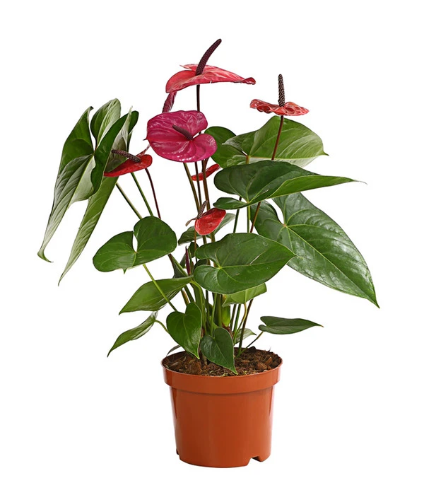 Große Flamingoblume - Anthurium Andreanum 'Adios', Verschiedene Sorten – Bild 4