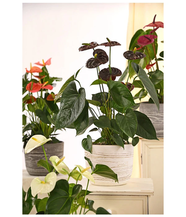 Große Flamingoblume - Anthurium Andreanum 'Adios', Verschiedene Sorten – Bild 11