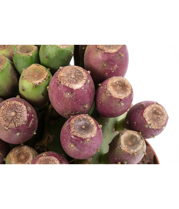 Feigenkaktus - Opuntia Vulgaris 'Etna' – Bild 2