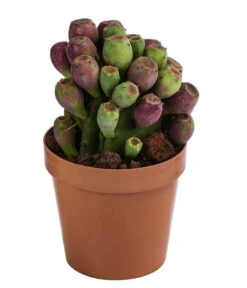 Feigenkaktus - Opuntia Vulgaris 'Etna'