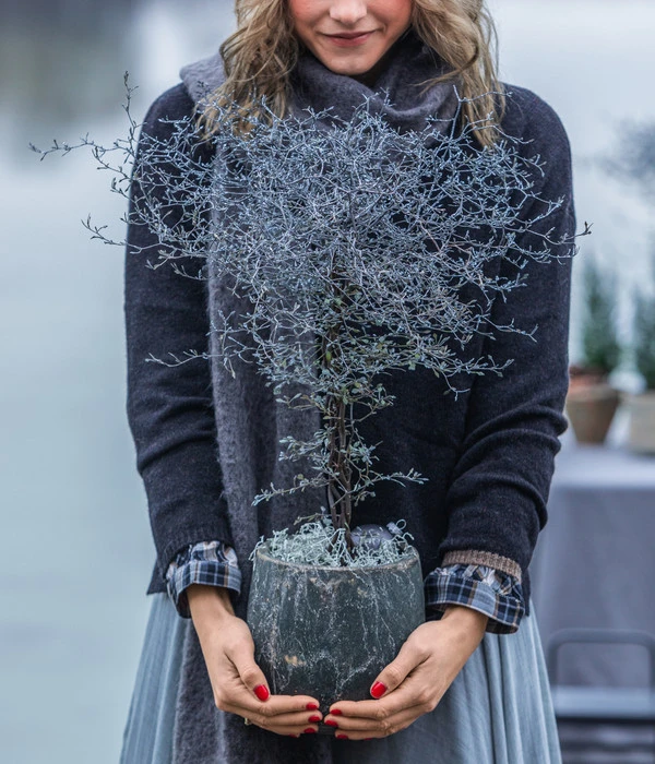 Zickzackstrauch – Bild 2