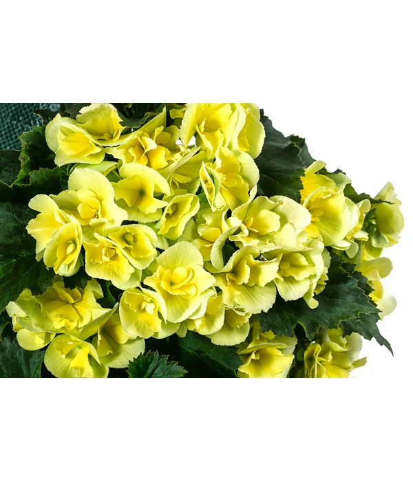 Wandhänger Mit Hängebegonien, Verschiedene Sorten – Bild 7