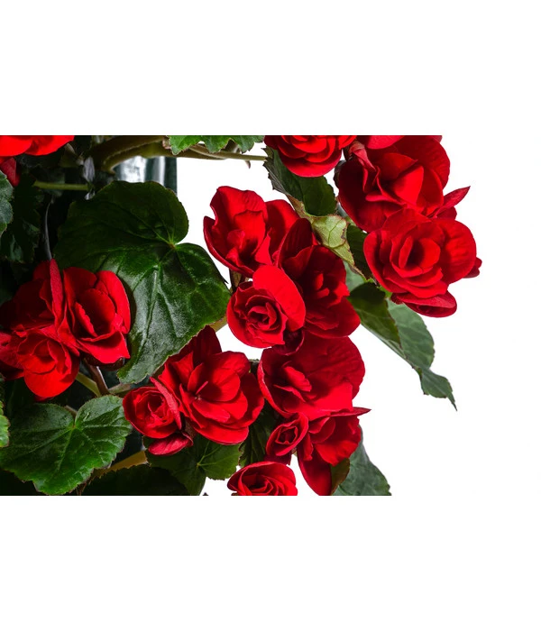 Wandhänger Mit Hängebegonien, Verschiedene Sorten – Bild 10