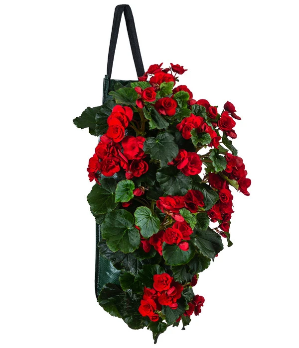 Wandhänger Mit Hängebegonien, Verschiedene Sorten – Bild 4