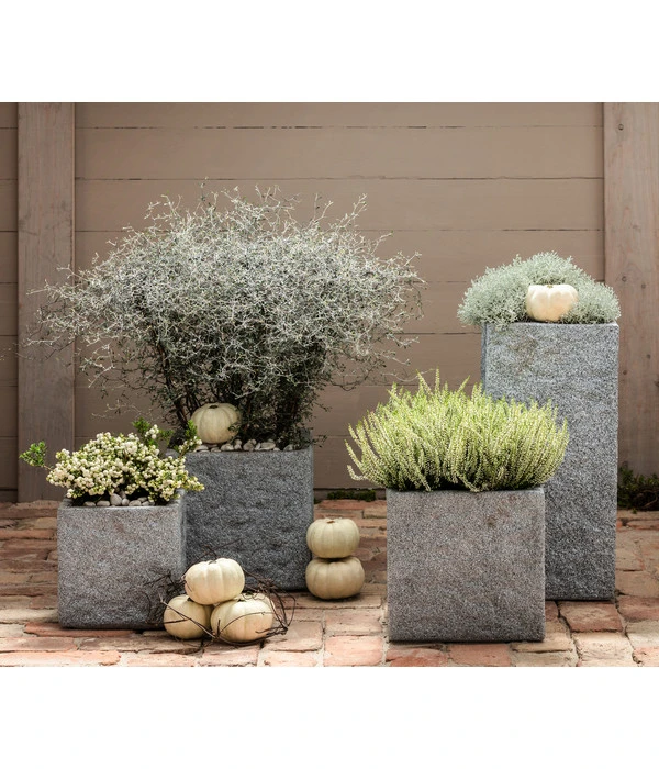 Zickzackstrauch – Bild 3