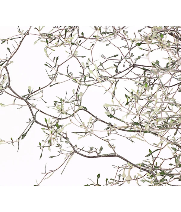 Zickzackstrauch – Bild 7