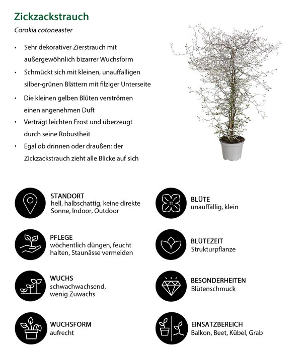 Zickzackstrauch – Bild 6