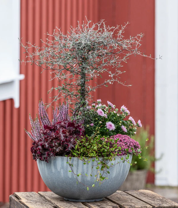 Zickzackstrauch – Bild 4