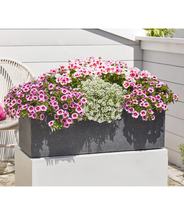 Minihängepetunie 'Rosenauge' – Bild 3