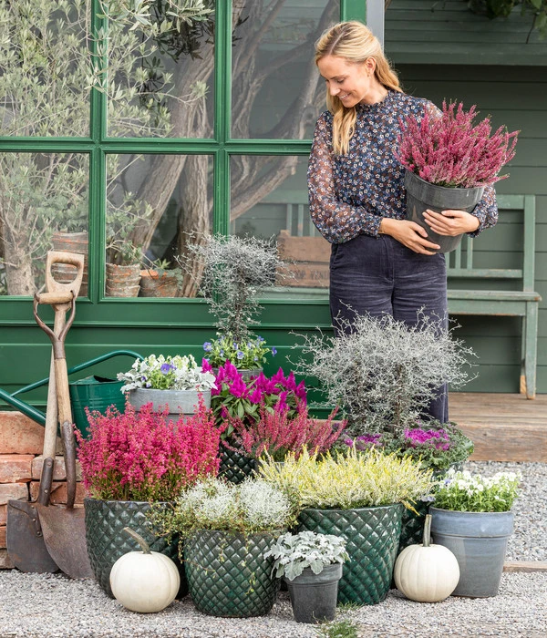 Zickzackstrauch – Bild 5