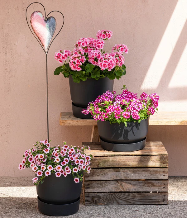 Minihängepetunie 'Rosenauge' – Bild 2