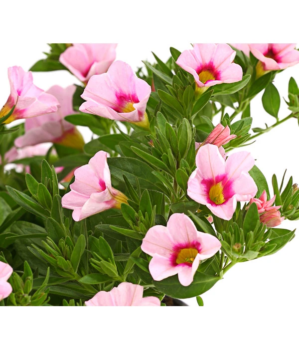 Minihängepetunie 'Rosenauge' – Bild 4