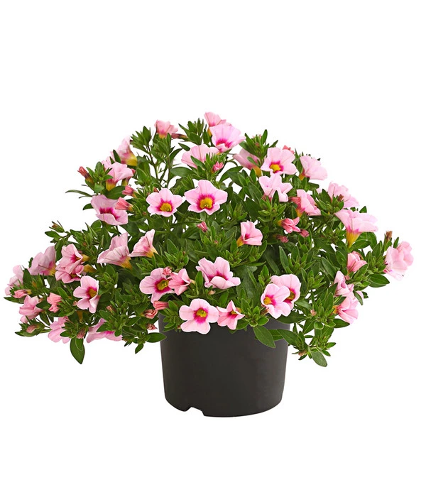 Minihängepetunie 'Rosenauge'