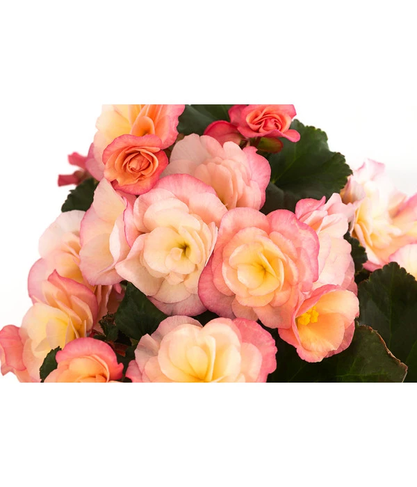 Begonie 'Cream Rose' – Bild 2