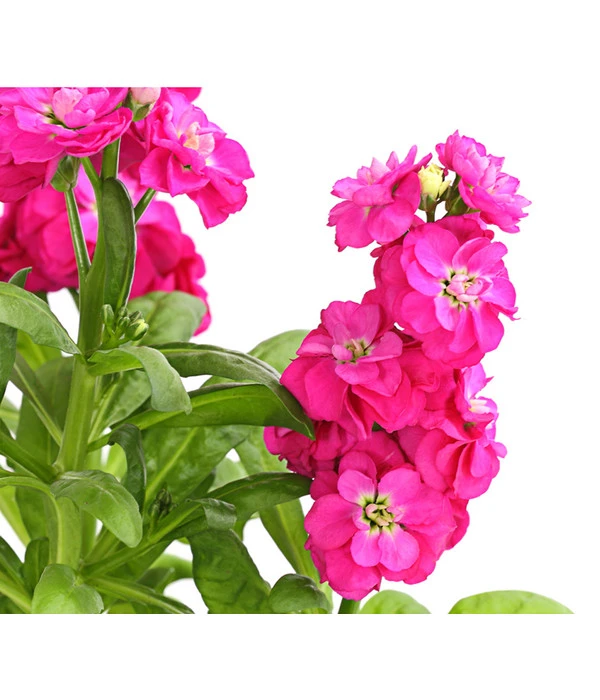 Levkoje, Verschiedene Sorten – Bild 4