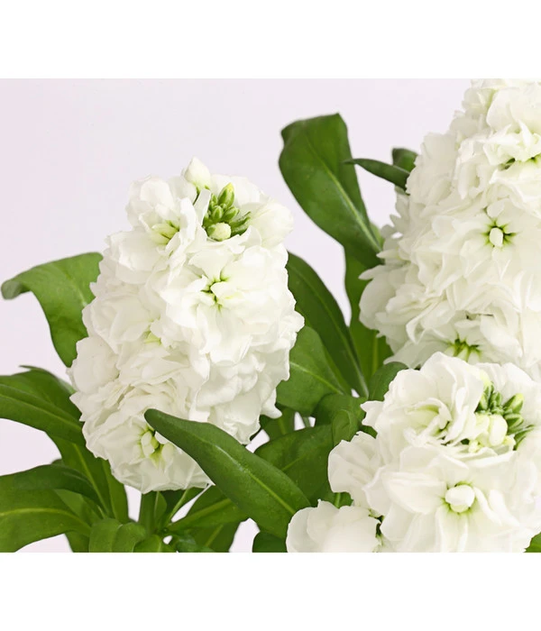 Levkoje, Verschiedene Sorten – Bild 5