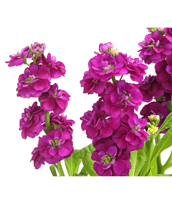 Levkoje, Verschiedene Sorten – Bild 6