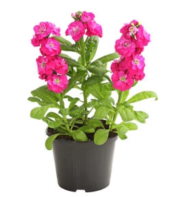 Levkoje, Verschiedene Sorten