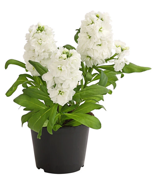 Levkoje, Verschiedene Sorten – Bild 2