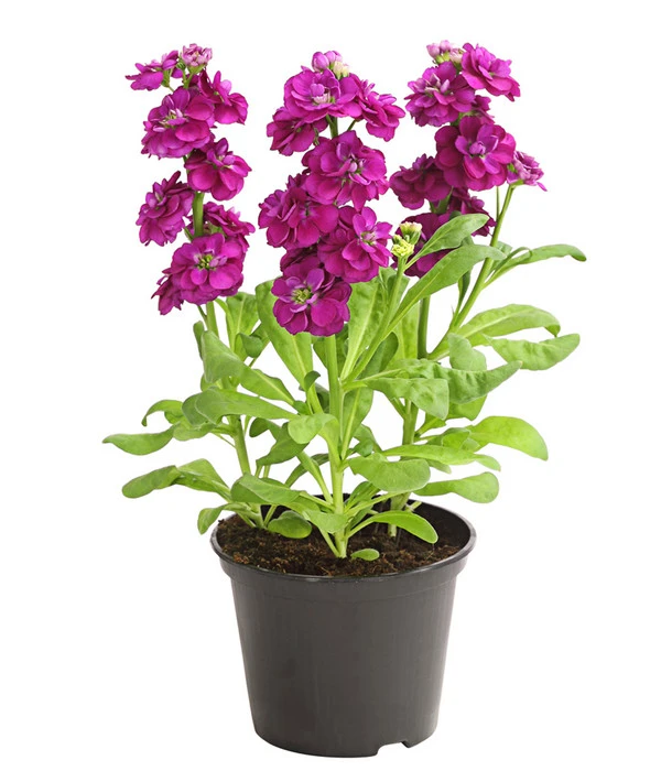 Levkoje, Verschiedene Sorten – Bild 3