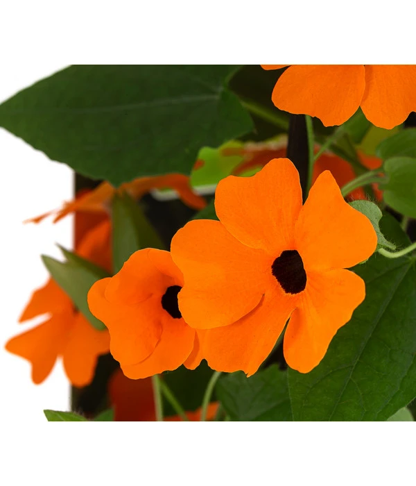 Schwarzäugige Susanne – Bild 5