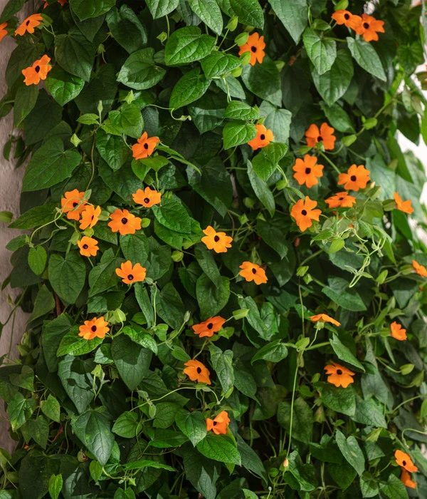 Schwarzäugige Susanne – Bild 3