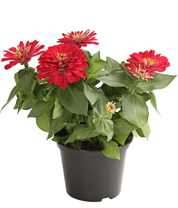 Zwergzinnie, Verschiedene Sorten – Bild 4