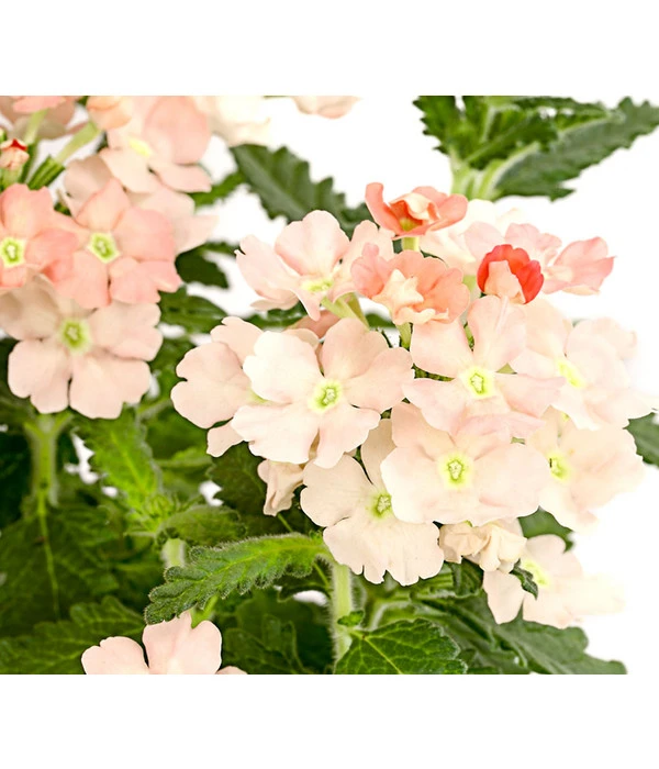 Eisenkraut, Verschiedene Farben – Bild 11