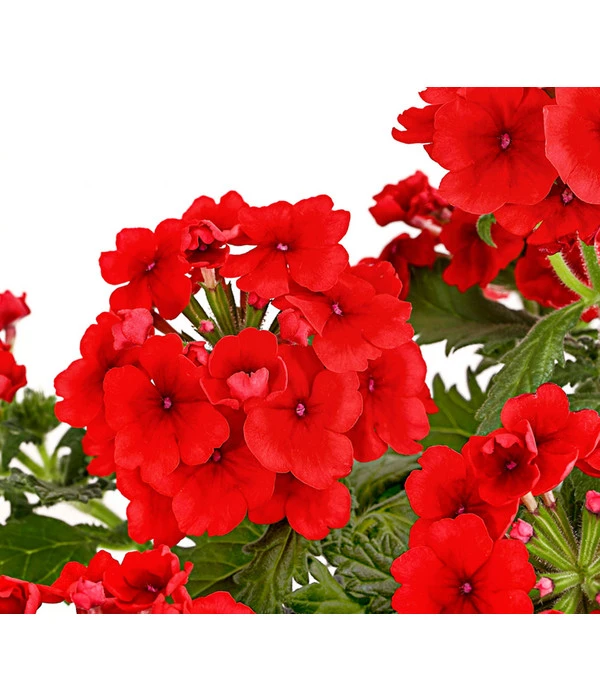 Eisenkraut, Verschiedene Farben – Bild 8