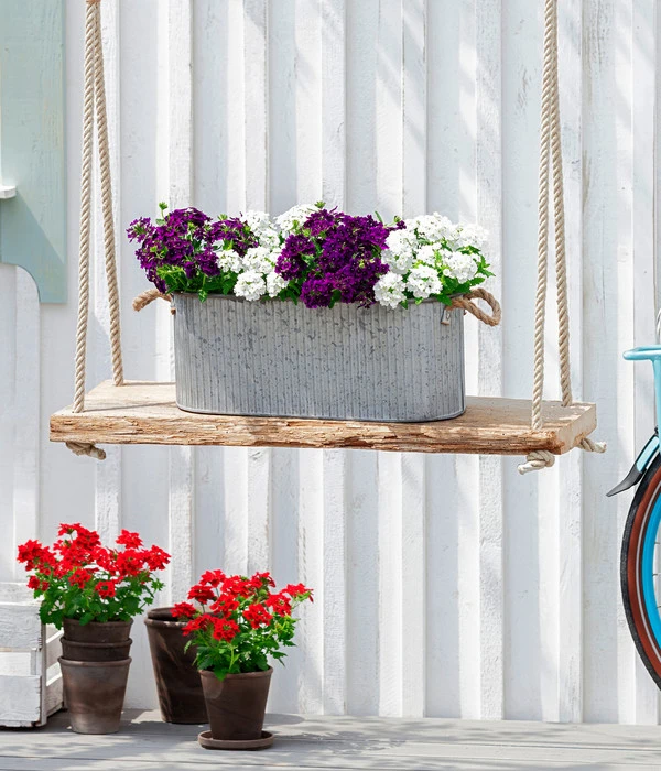 Eisenkraut, Verschiedene Farben – Bild 7