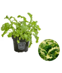 Bio Wasabi Rauke Im Pottburri®-Topf