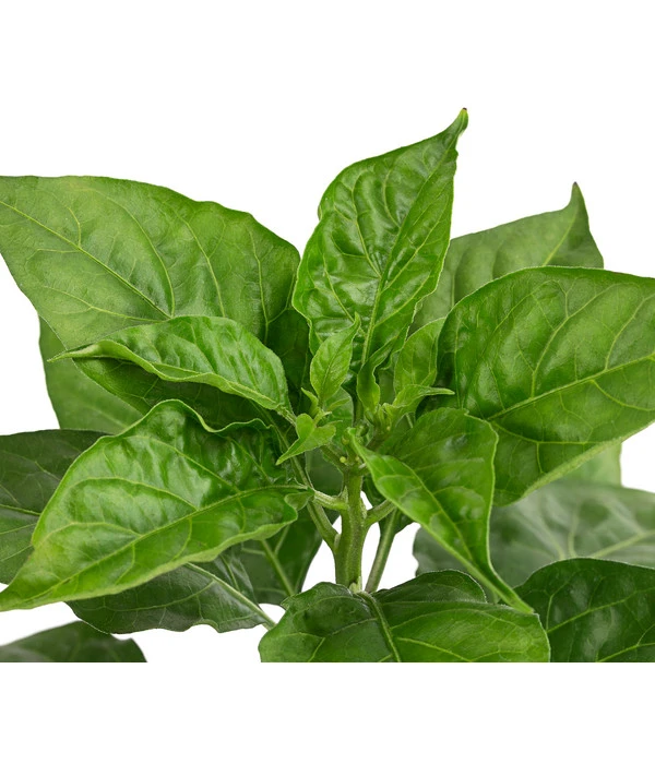 Chili 'Habanero', Rot – Bild 5