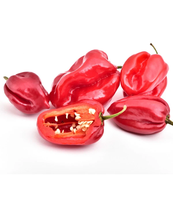 Chili 'Habanero', Rot – Bild 3