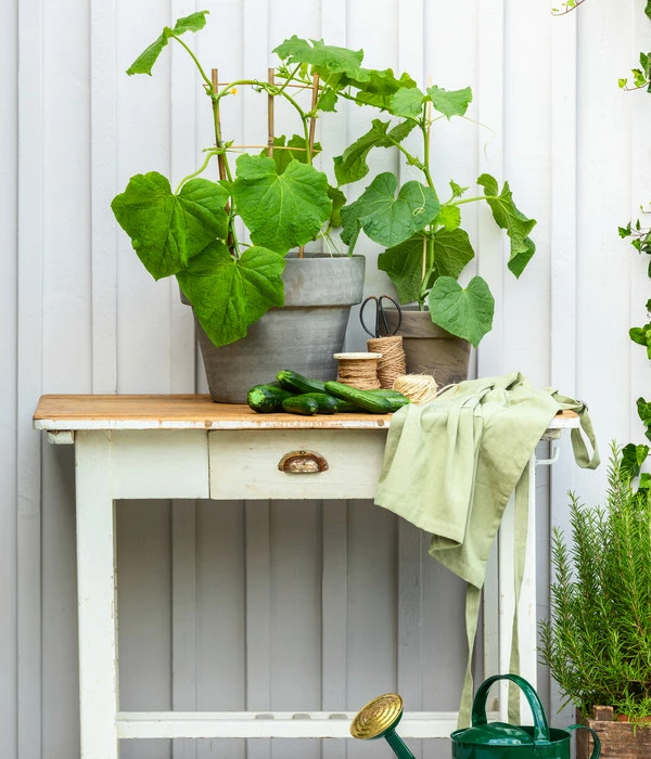 Bioland Gurke, Veredelt – Bild 5